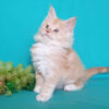 buy ragdoll kitten online