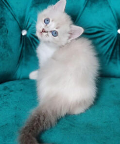 buy ragdoll kitten online in usa