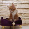 Buy ragdoll kitten online in USA
