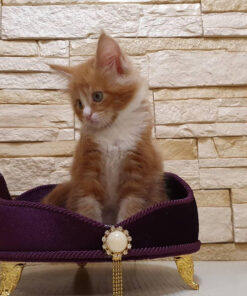 Buy ragdoll kitten online in USA